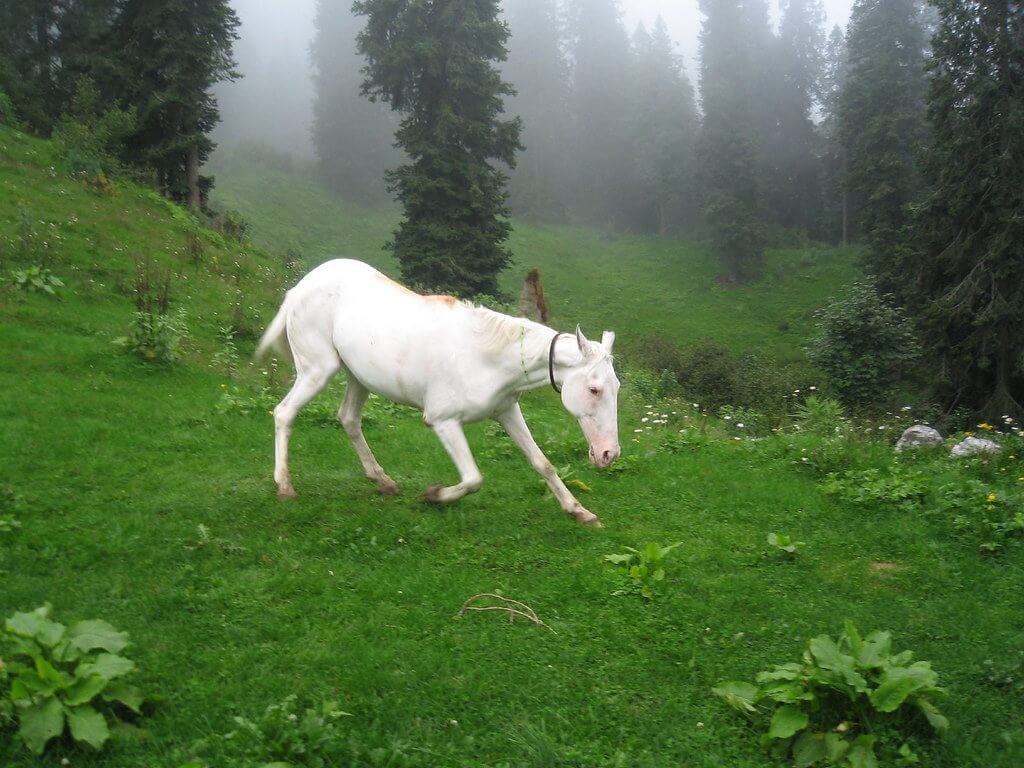 Ayubia & Nathia Gali Tour