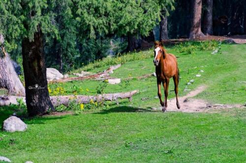 kumrat valley tour