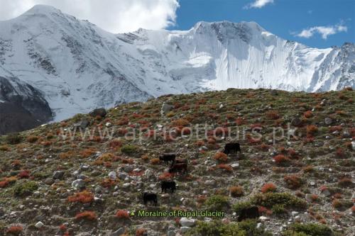 Around Nanga Parbat Trek - Mazeno La Trek