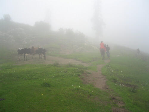 Ayubia  Nathia Gali Tour