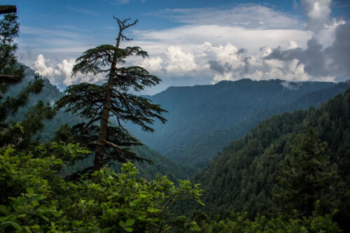 Ayubia  Nathia Gali Tour