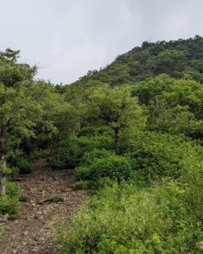 Margalla Hills Trail 5 Hiking Tour